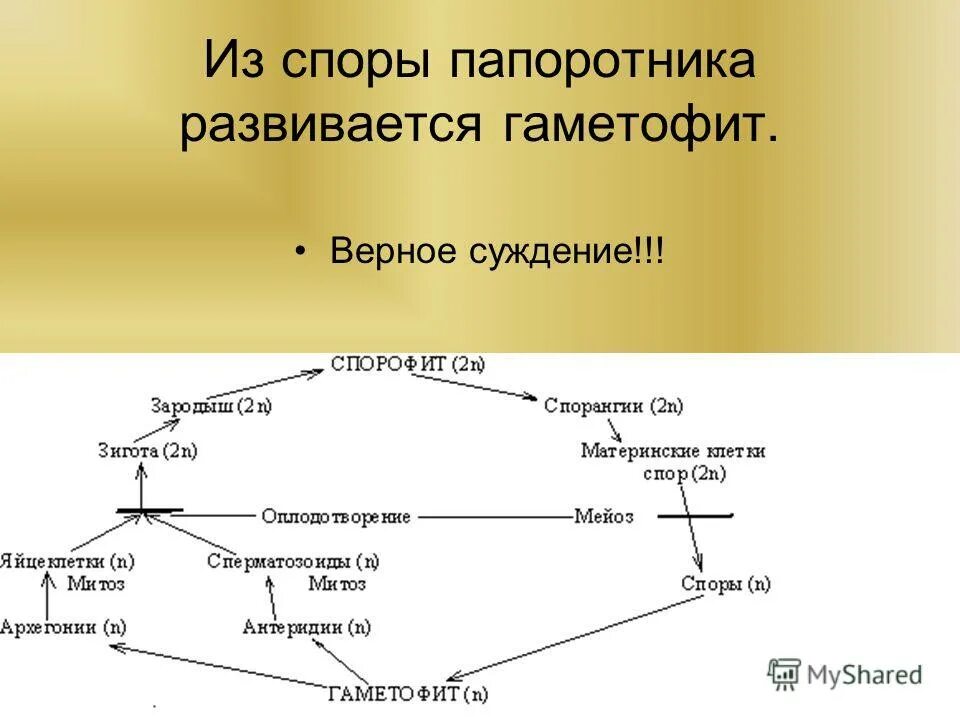 Из спор папоротника формируются. Из спор папоротника развиваются. Из споры папоротника развивается. Споры превращаются в гаметофит путём. Анекдот про папоротники и споры.