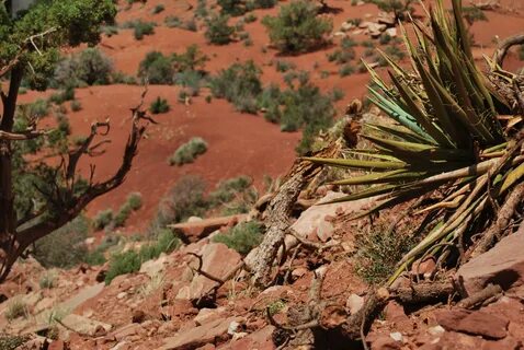 Desert plant