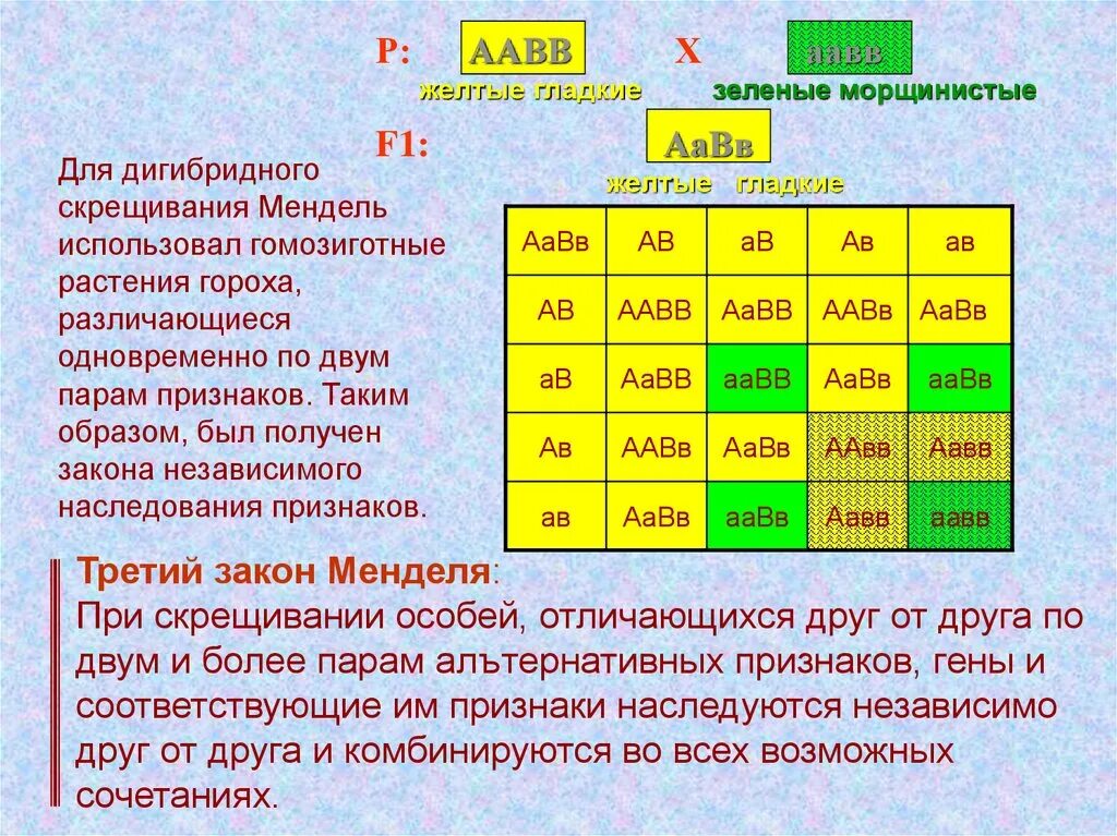 Aabb aabb полное доминирование. Дигибридное скрещивание AABB AABB. 1 1 Мендель дигибридное скрещивание. Таблица дигибридного скрещивания. Закон дигибридного скрещивания.