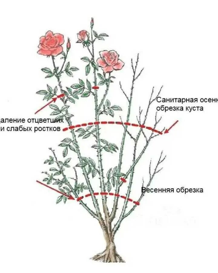 Как реанимировать кустовые розы. Правильная обрезка роз. обрезка летняя плетистой розы.