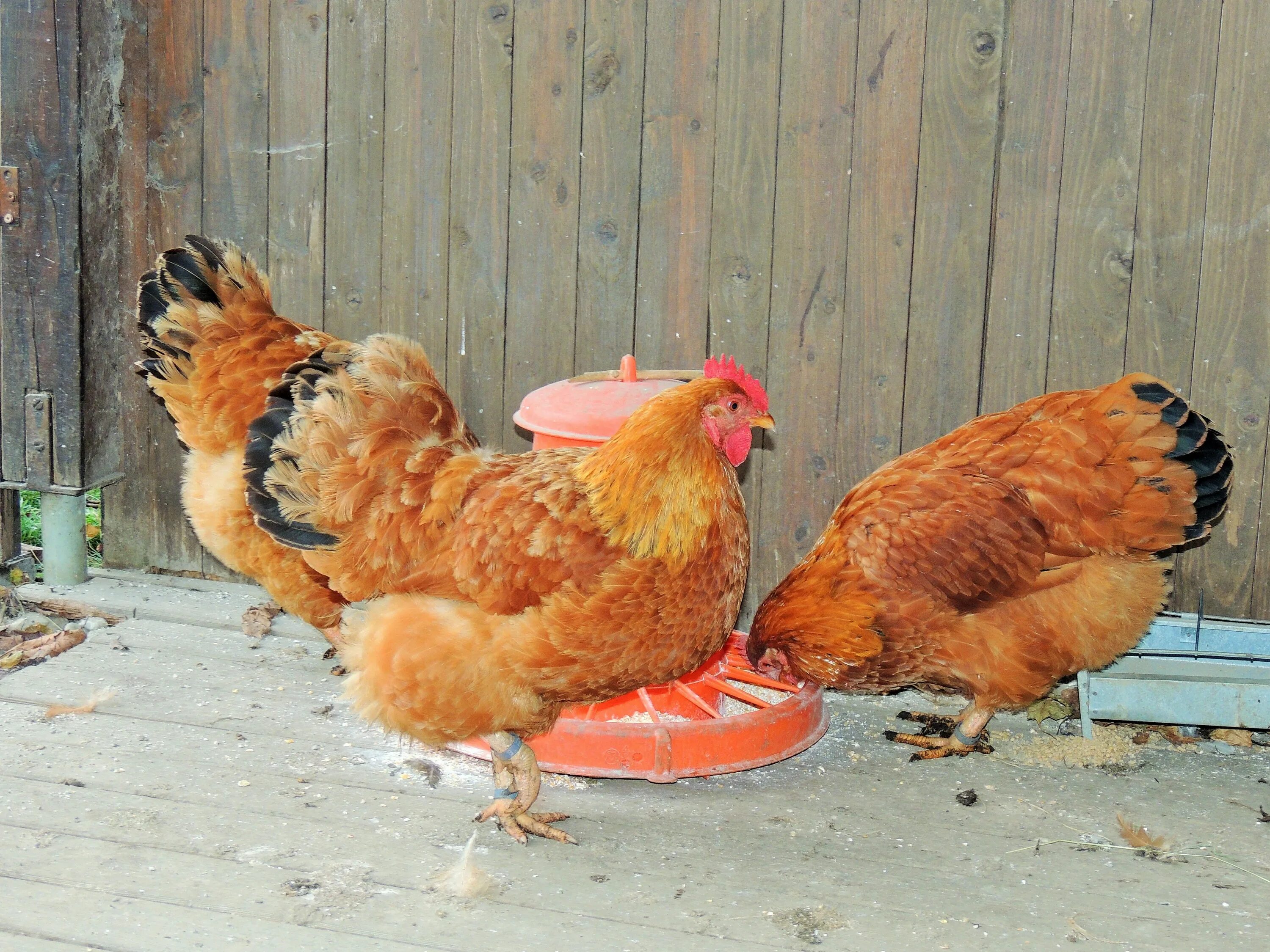 Red chickens