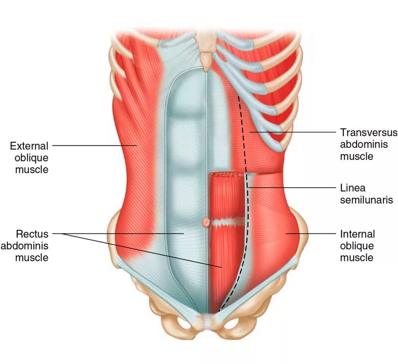 Поперечная мышца живота. Transversus abdominis. Transverse abdominis мышца. Поперечный Мускул живота. M rectus abdominis.