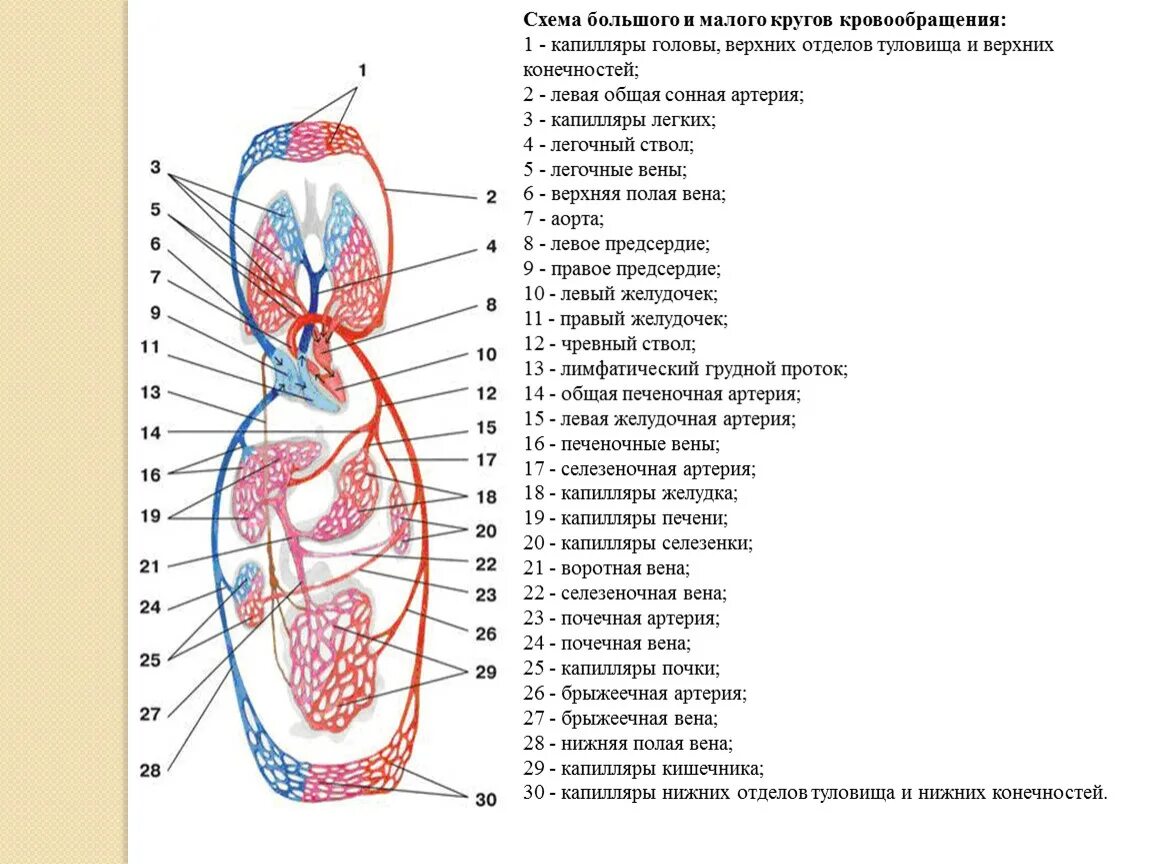 Круги кровообращения человека схема. Большой и малый круг кровообращения схема. Сосуды малого круга кровообращения анатомия схема. Строение сердца малый и большой круг.