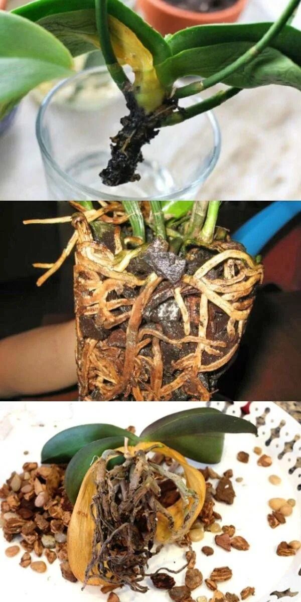 Как оживить корни орхидеи