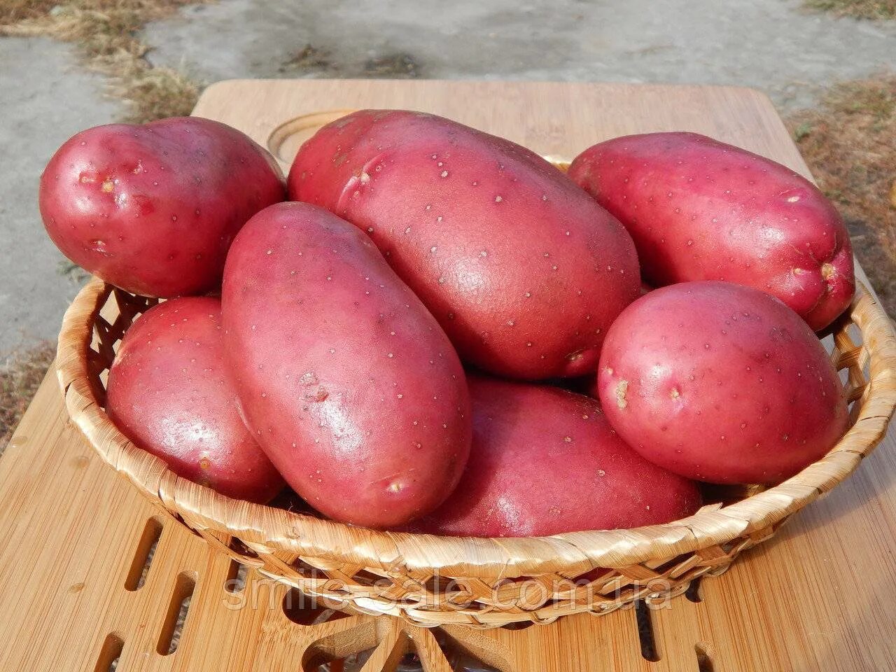 Лучший ранний картофель. Сорт картофеля лабелла. картофель вега лабелла. сорт картофеля германка. картофель сорт сесиль.