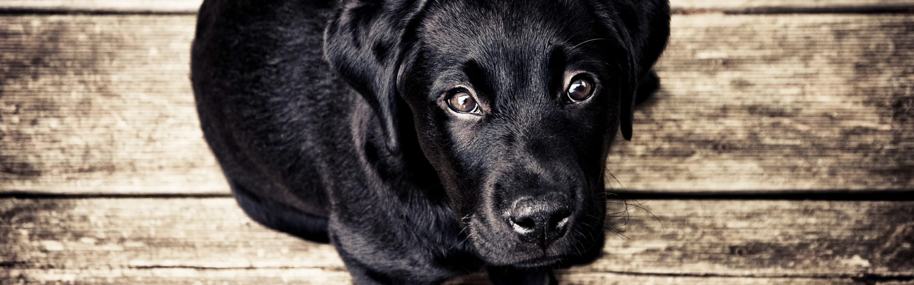 Сонник щенок черный. Маленькая черная собака. Картинки на рабочий стол черная собака. Собака с умными глазами. Собака красивая черная на черном фоне.