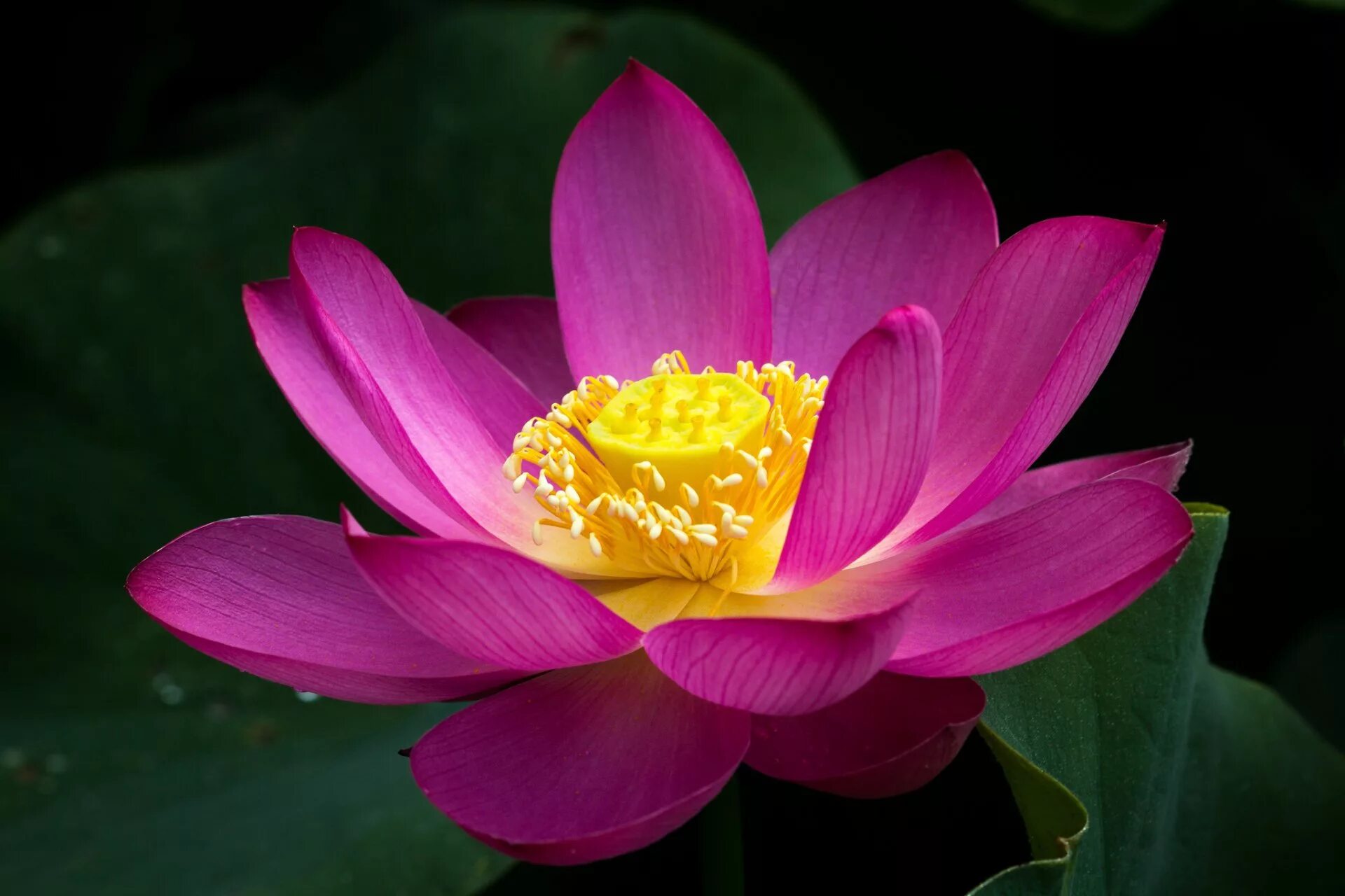 Лотус растение. Цветок лотоса крупнымипланом. Лотус розовый. Лотус цветет.