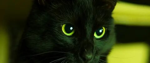 Green eyes the cats