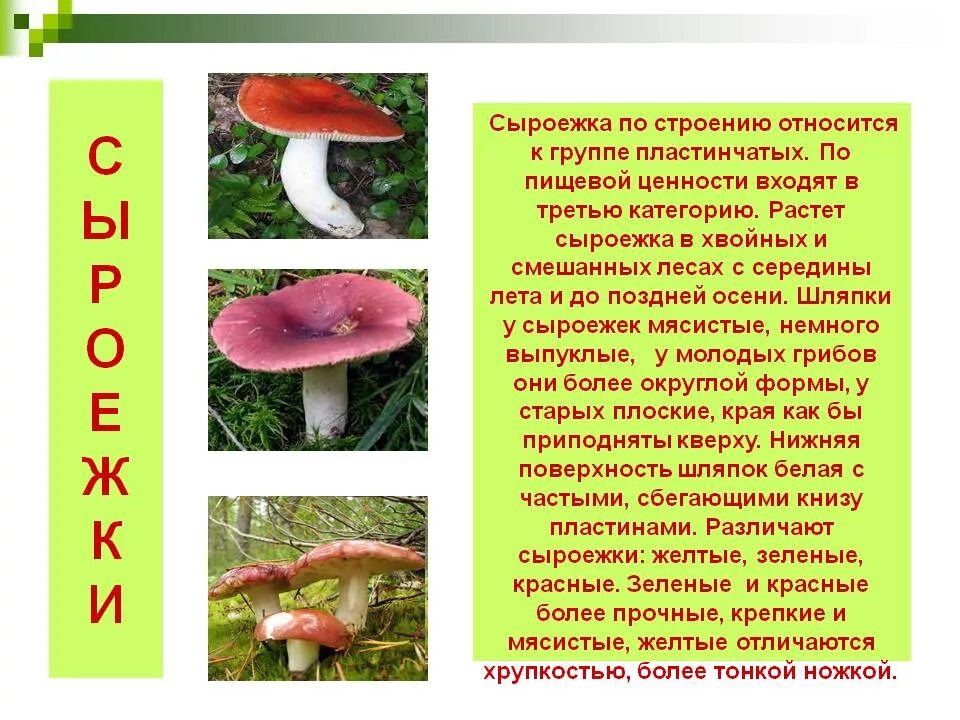 Сыроежка гриб описание. Почему сыроежки называются сыроежками. Почему сыроежки называются сыроежками. Сыроежка описание. Сыроежка описание.