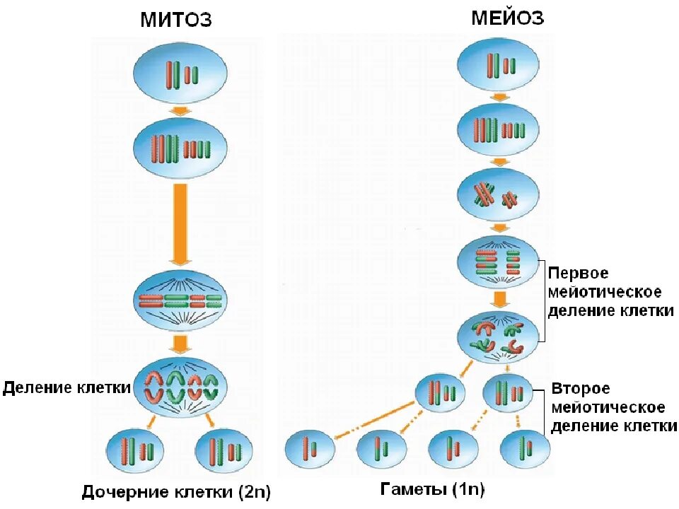 Начало митоза сколько хромосом. Процессы деления клеток митоз и мейоз. 1 Деление мейоза набор хромосом. Процесс деления мейоза. Набор клеток мейоз митоз.