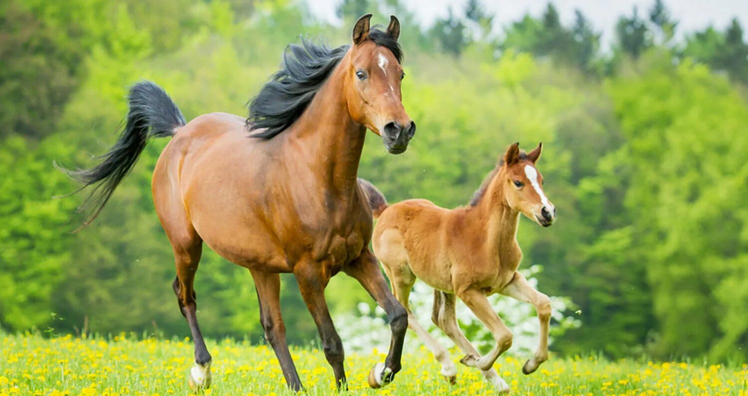 картинки лошадей. конь лошадь жеребенок. кобыла с жеребенком. «лошадь с жеребенком» а. конь кобыла жеребенок.
