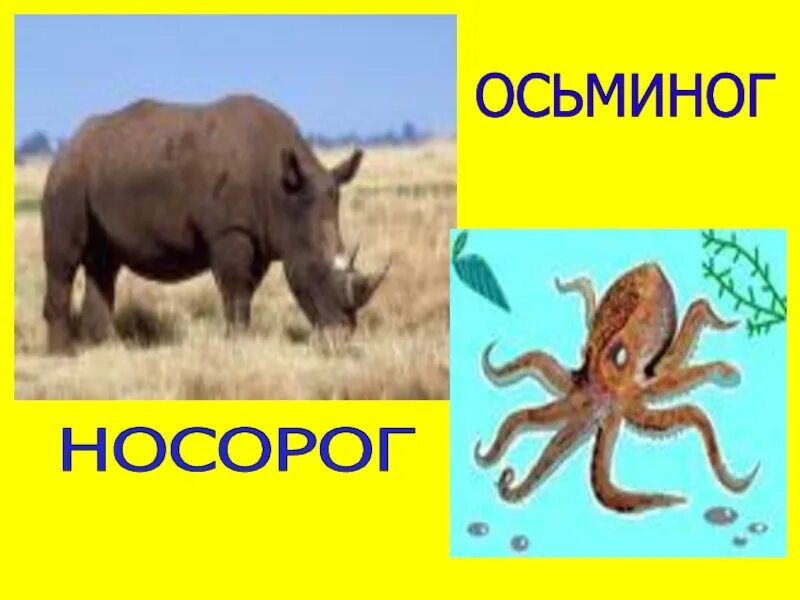 Осьминог носорог. Носорог почему так назвали животное. Упражнение осьминог носорог. От осьминога до носорога.