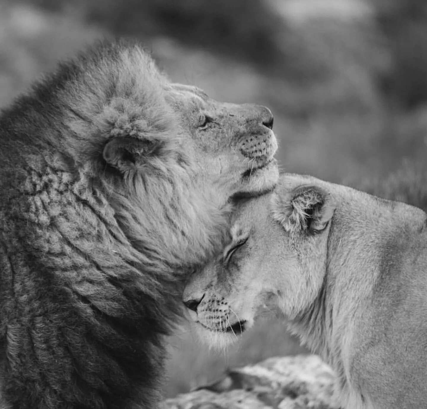 Loving lions
