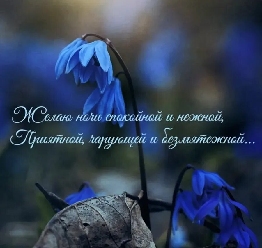 Доброй весенней ночи пожелания. Спокойной весенней ночи. Христианские пожелания доброго вечера. Спокойной ночи вечнние.