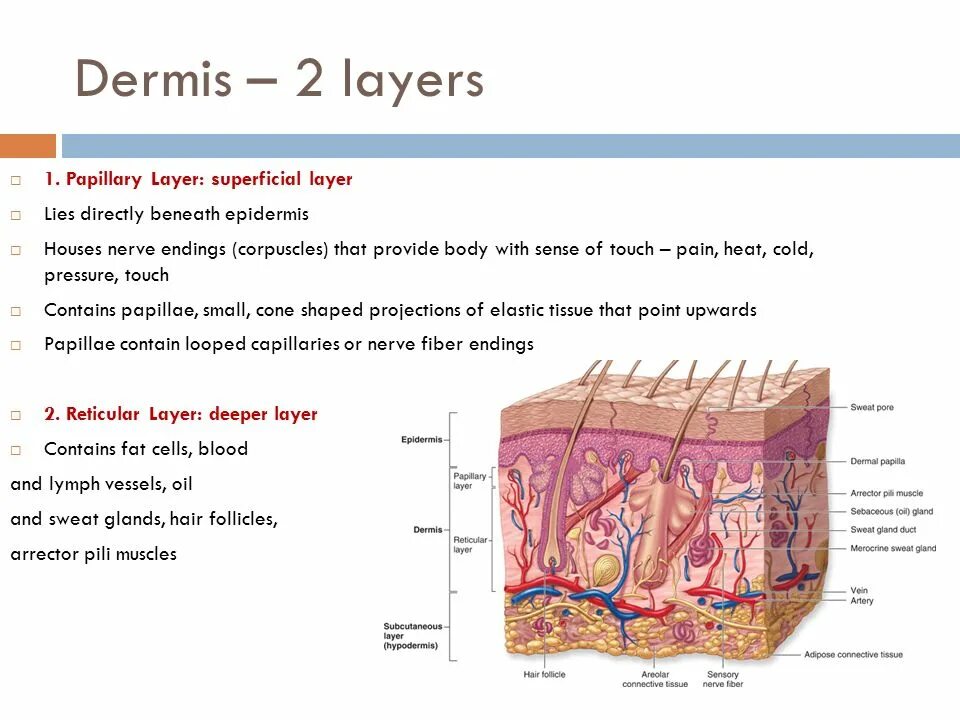 2.1.1 Эпидермис (epidermis). Skin structure. Layers of dermis. Papillary layer of the dermis. Two layer