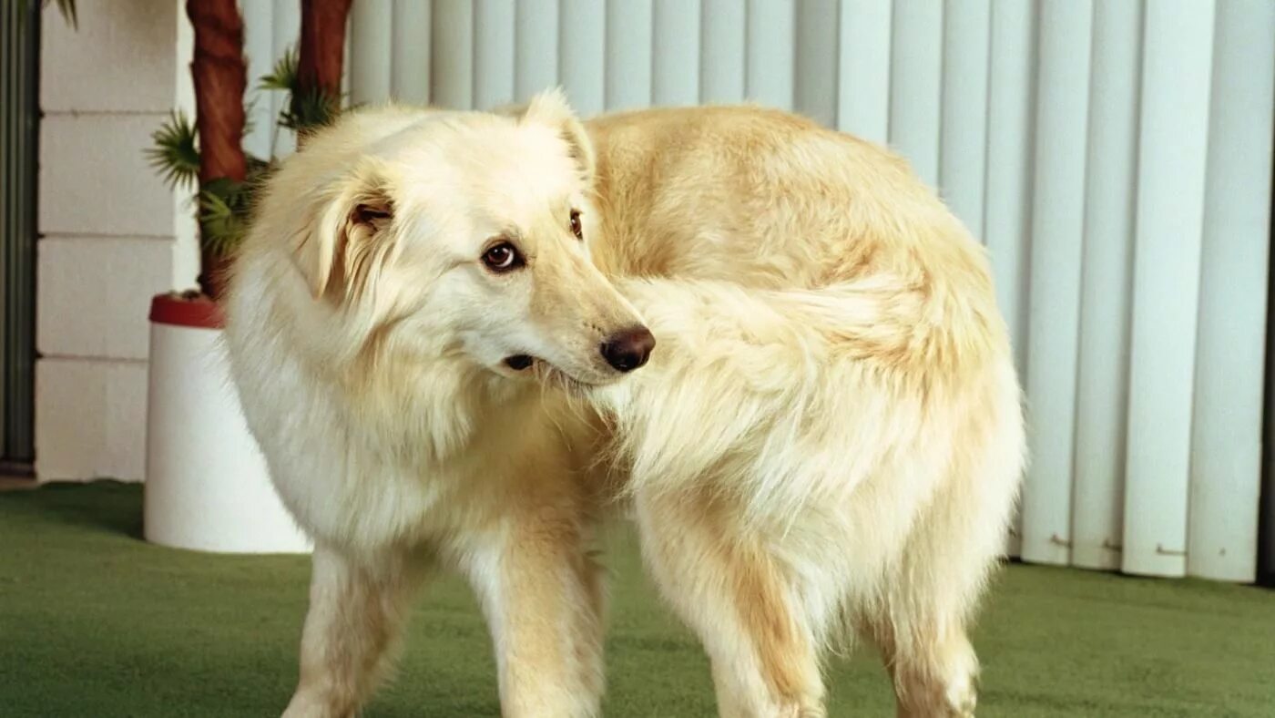 Хвост собаки. Собака за хвостом. Джек-рассел-терьер трехцветный. Собачка с хвостиком. Собака завиляла хвостом.