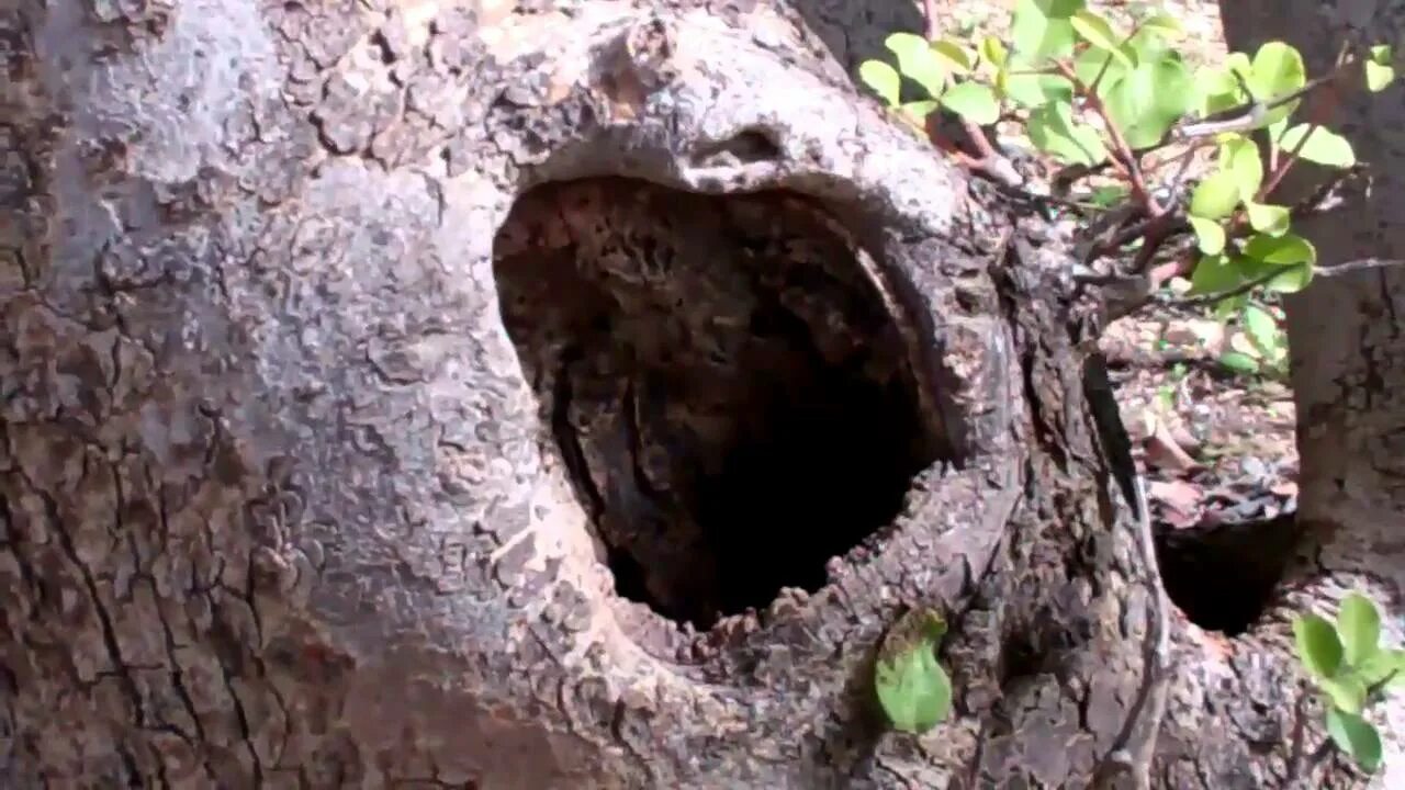 Где зимуют осы живущие