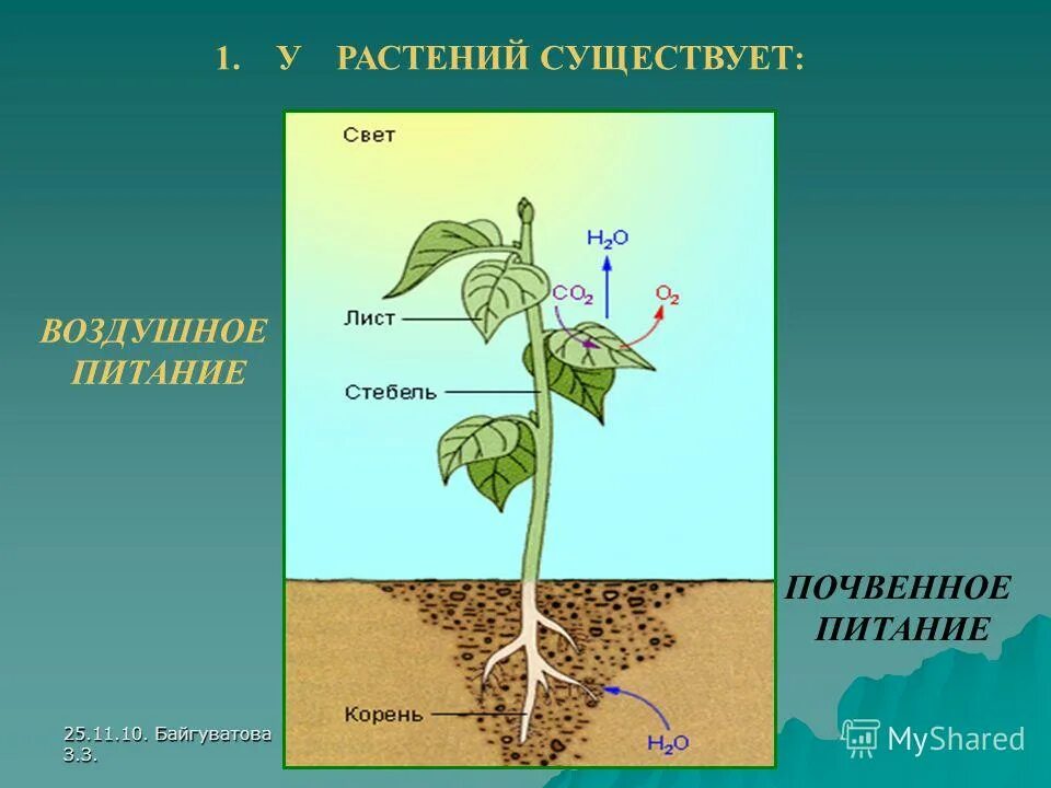 Из воздуха лист получает. Питание растений. Почвенное и воздушное питание растений. Схема питания растений. Почвенное питание растений схема.