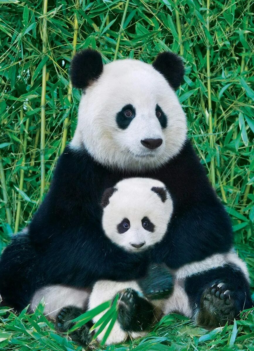 Аналог pandas