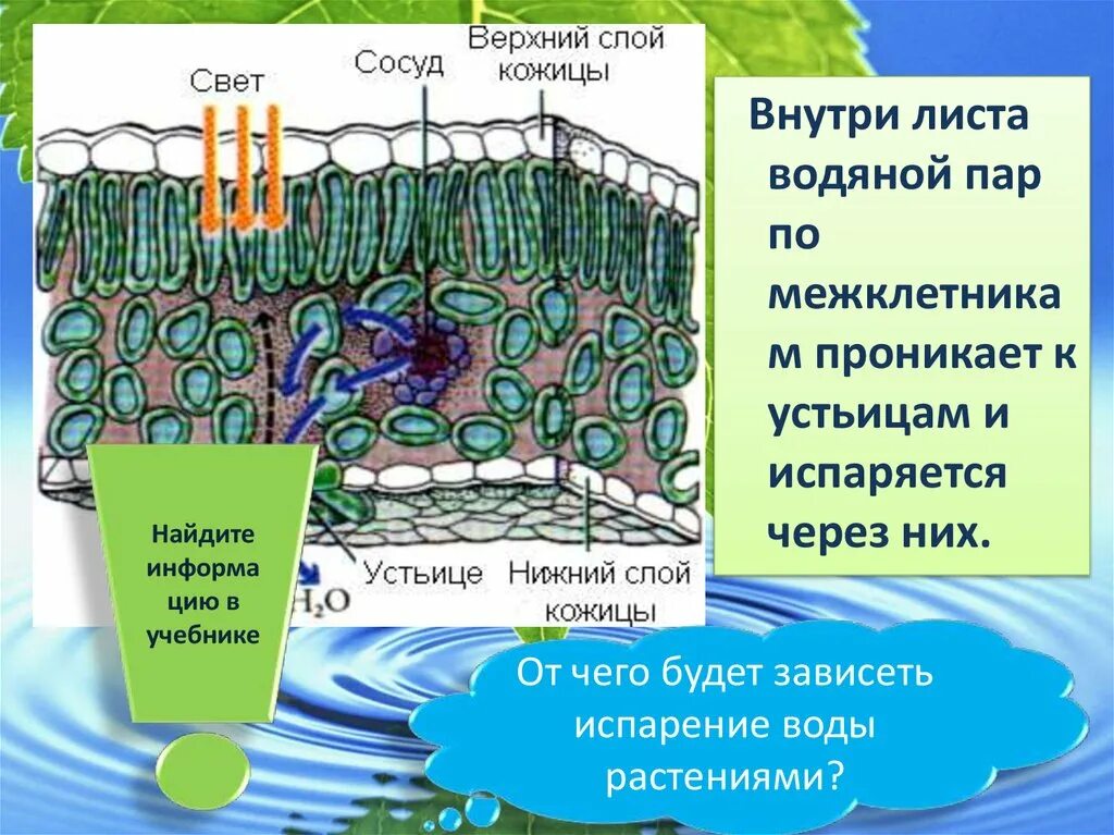 Испарение 6 класс биология кратко. Устьичная транспирация растений. Испарение воды листьями транспирация. Транспирация устьица. Испарение воды растениями транспирация.