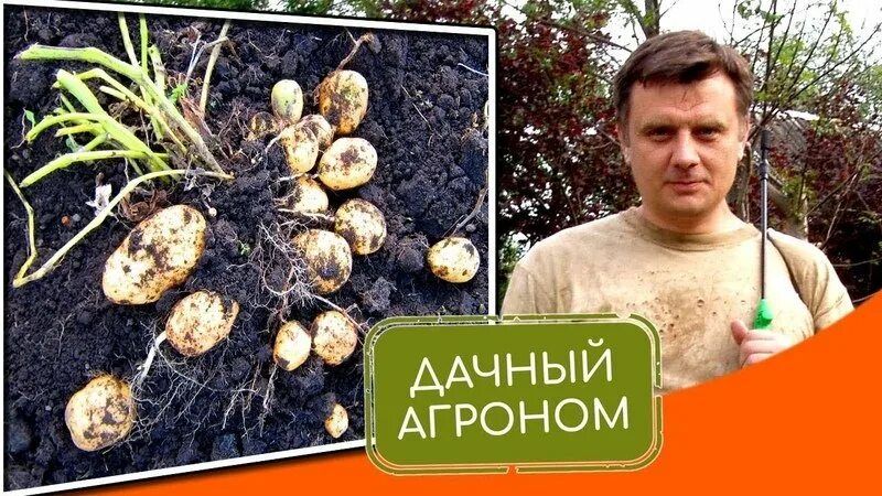 Дачный агроном смородина. Дачный агроном. Дачный агроном картофель. Дачный агроном грисюк. Дачный агроном картофель.