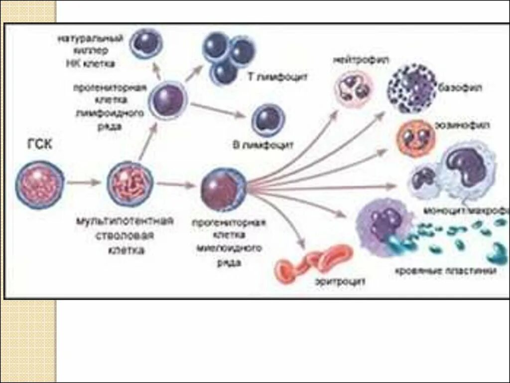 Б содержит недифференцированные клетки. Стволовые клетки и их дифференцировка. Дифференцировка стволовой клетки. Гемопоэтические стволовые клетки. Деление стволовой клетки схема.