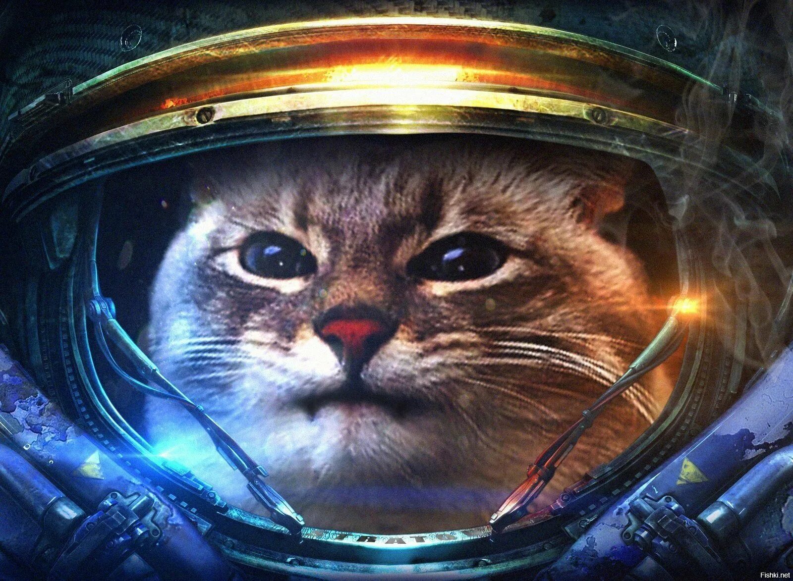 Кошка полетевшая в космос. Кот морпех старкрафт. Морпех - котик старкрафт. Кот космонавт. Космический кот.