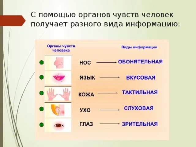 Вид получаться. Органы чувств человека. Информация по органам чувств. Вид информации чувство орган. Восприятие органами чувств.