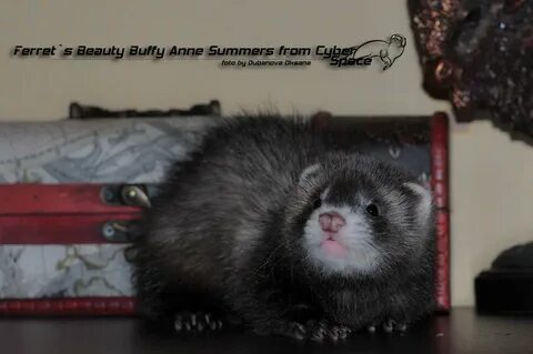Library ferret