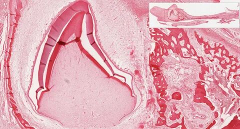 Oral Cavity Histology