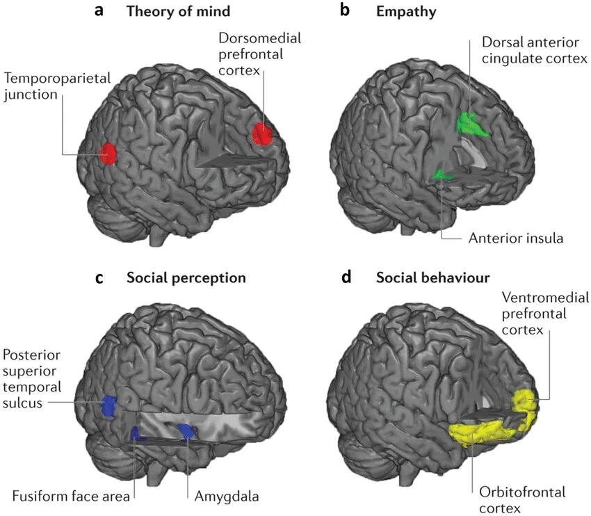 Main brain. Prefrontal Cortex. Temporoparietal Junction. Dorsomedial prefrontal Cortex.