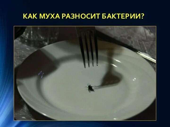 К чему муха в чае примета. Муха в тарелке. муха в блюде. муха на посуде. вареная муха.