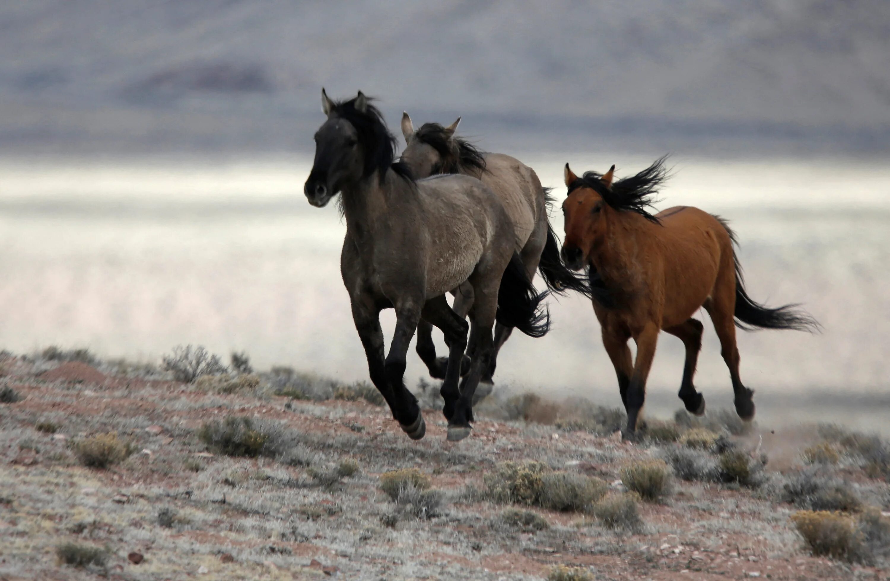 Кигер мустанг гнедой. Лошадь породы мустанг. Mustang horse. Лошадь породы мустанг. Mustang horse.