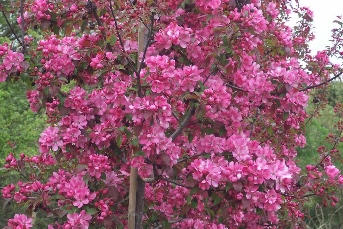 Яблоня Malus Rudolph. Купить розовую яблоню