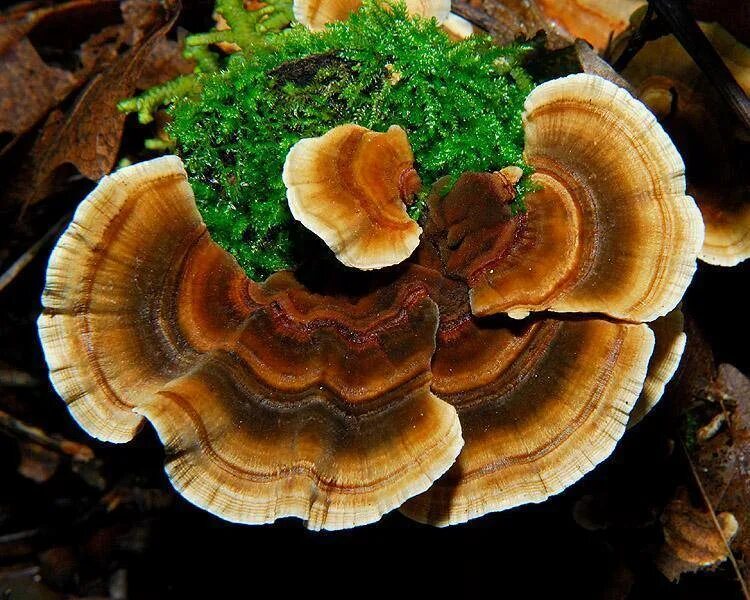 Почему гриб трутовик. Trametes versicolor трутовик разноцветный. Траметес разноцветный (trametes versicolor). Trametes versicolor — трутовик разноцветный, «хвост индейки». Гриб трутовик.