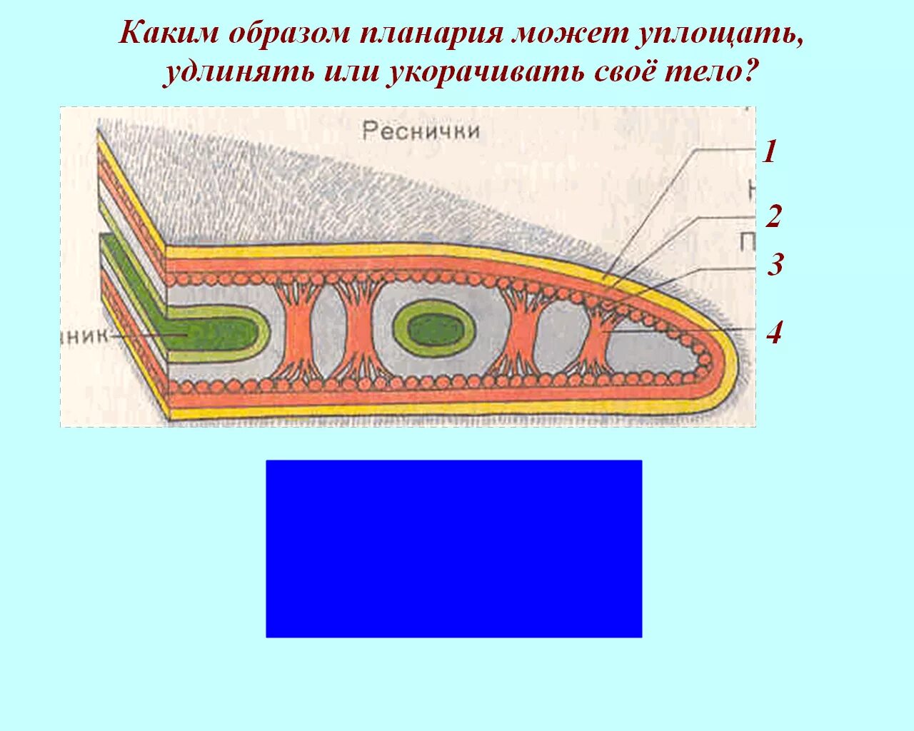 Внутреннее строение плоских. Планария молочная поперечный разрез. Кожно-мускульный мешок планарии. Поперечный разрез тела белой планарии. Строение кожно мускульного мешка плоских червей.