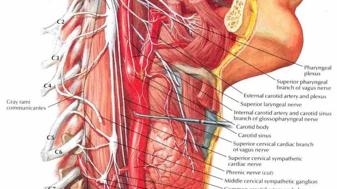 Блуждающий нерв Vagus. Нервус вагус блуждающий нерв. Вагус анатомия человека. Топографическая анатомия n.Vagus на шее.