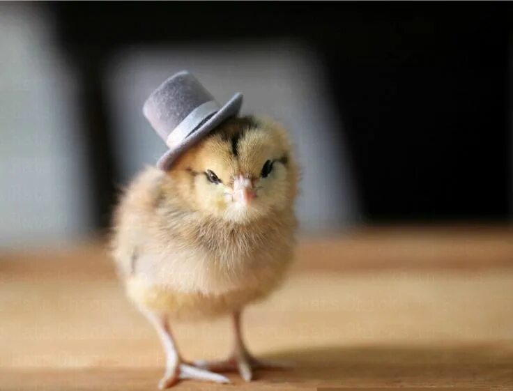 How adorable