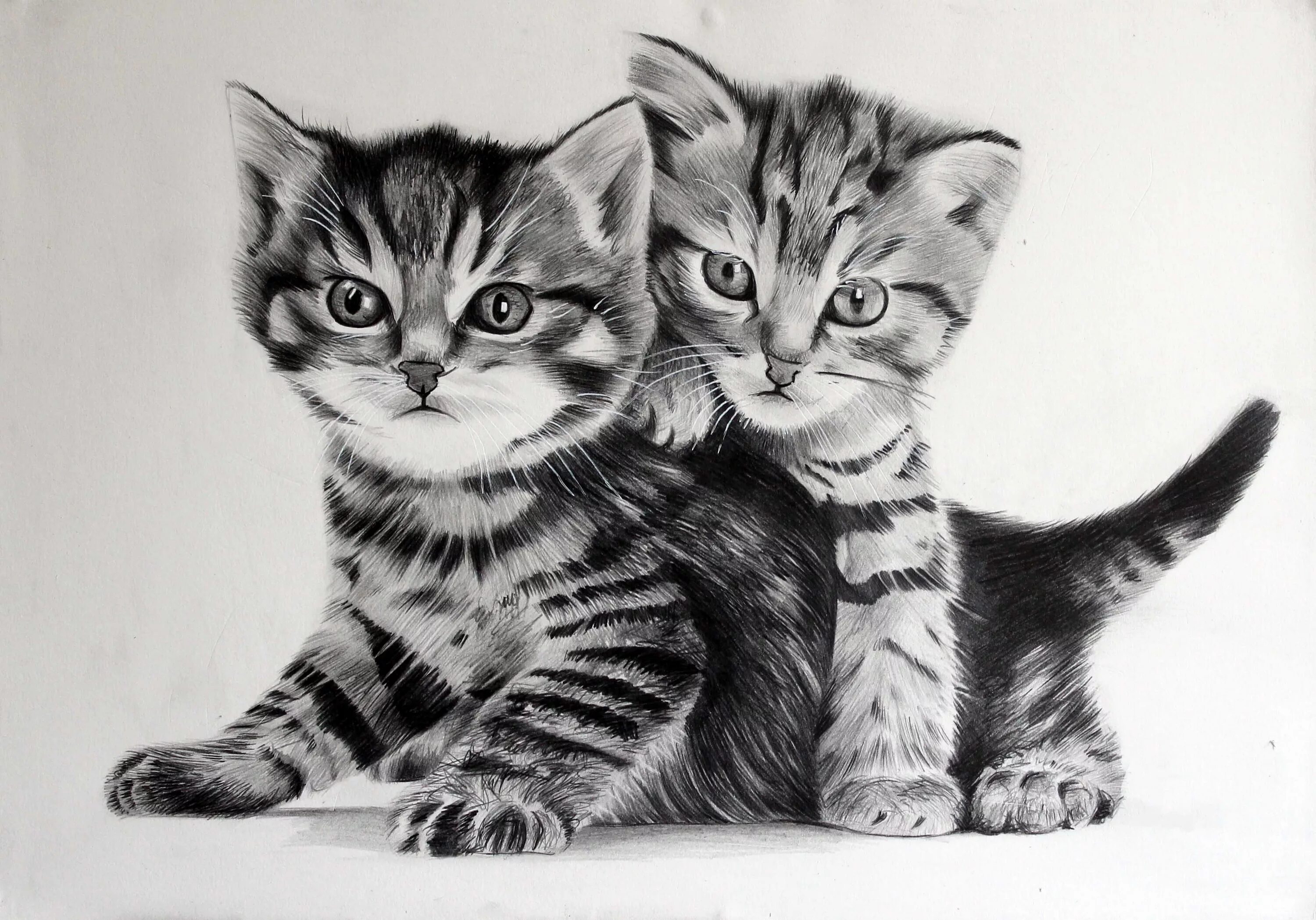 Рисунки двух животных. Котенок рисунок. рисунки котиков. красивые рисунки котят. рисовать котика.