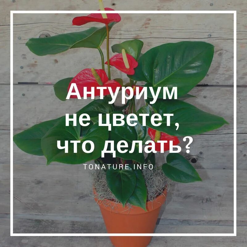 Антуриум грунт для пересадки. Антуриум цветок размножение. Антуриум суккулент?. Антуриум мужское счастье грунт. Грунт для антуриума.