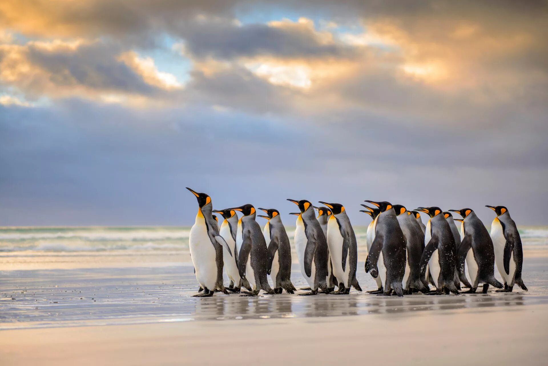 Фолклендские острова пингвины. Императорский Пингвин в Антарктиде. Королевский Пингвин в Антарктиде. Королевский Пингвин Пингвинообразные. Пингвины в дикой природе