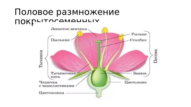 Пример размножения у цветковых растений. Половое размножение покрытосеменных растений. Схема полового размножения цветковых растений. Размножение покрытосеменных растений схема. Половое размножение покрытосеменных растений схема.