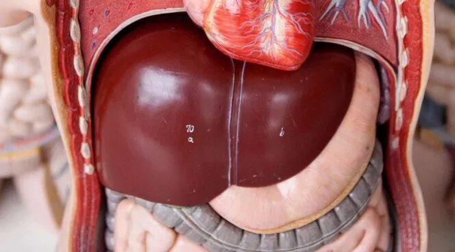 Как выглядит печень человека Study Shows Artificial Intelligence Can Detect Language Problems Tied to Liver F