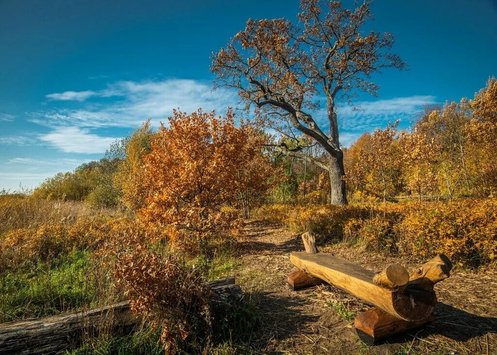 ново-кавголовский лесопарк. экотропа екатерининский бор. заказник кивипарк выборг. экотропа репино. новая экотропа в ленинградской.