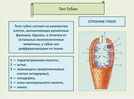 О внешнем виде и внутреннем строении губок