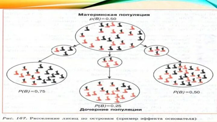 Эффект основателя в эволюции