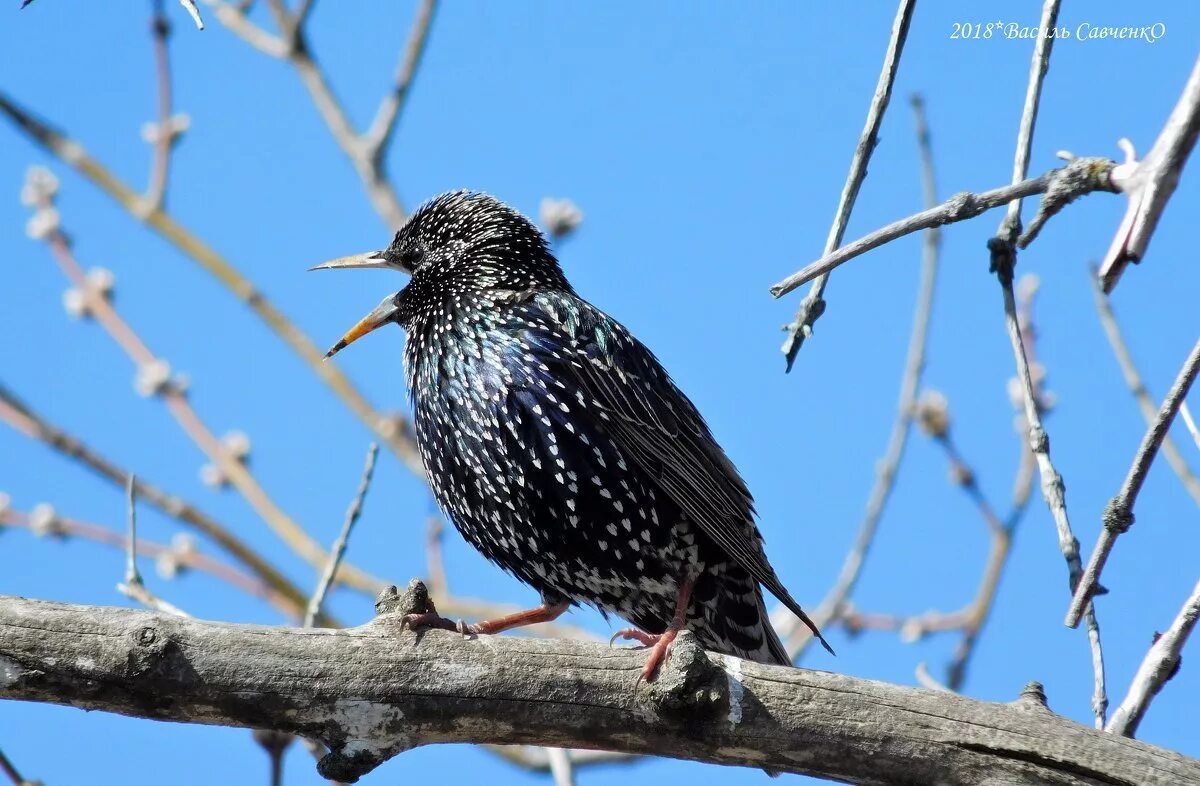 Как поет скворец. Обыкновенный скворец голос. Обыкновенный скворец пение. Желтогрудый скворец. Скворец и скворушка.