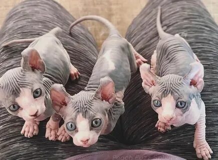Маленькие котята сфинкс
