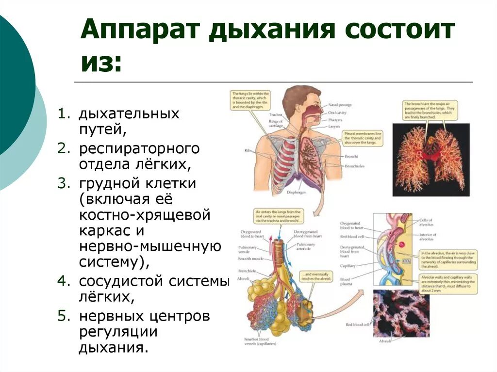 Респираторный отдел легких. Дыхательная система аппарат внешнего дыхания. Физиология дыхательной системы человека. Система дыхания физиология. Анатомия и физиология дыхательной системы.