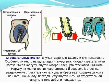 Пресноводная гидра имеет стрекательные клетки